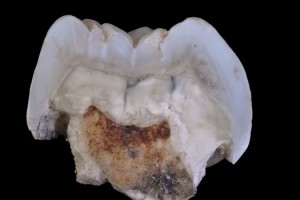 Dente de Paranthropus empregado para estudar a súa dieta / José Braga/Didier Descouens