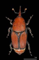 escaravello-vermello