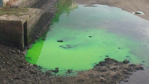 Un fluído pastoso tinxiu de cor verde fluorescente o río Miñor - Imaxe: PSOE Nigrán