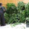 Plantas de marihuana incautadas en Meaño | Imaxe - GC