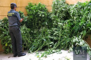 Plantas de marihuana incautadas en Meaño | Imaxe - GC