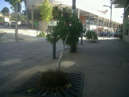 Fotografía remitida polo PSOE das árbores tronzadas na Rúa Camiño da Cabreira en Ramallosa