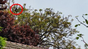 O enxame de avespas fotografíado no mes de maio de 2015 | Imaxe. Vm.info