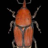 escaravello-vermello