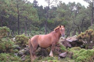 cabalo_ceive