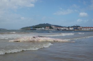 Imaxe do cachalote varado en Panxón - Imaxe: CEMMA