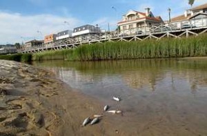 Imaxe dos peixes mortos na desembocadura do río Muiños. Foto: A. Martinez - La Voz de Galicia