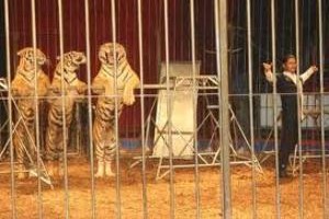 Tigres de Siberia nun espectaculo circense -Foto prensalibre.com