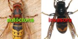 Temor a que desapareza a vespa galega ao confundirse coa vespa asiática